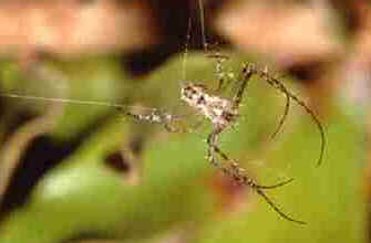 Tipos de Aranha