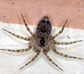 Tipos de Aranha