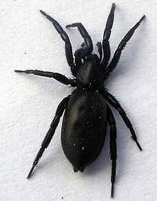 Tipos de Aranha