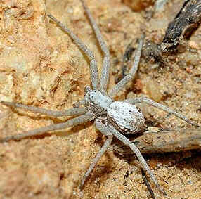 Tipos de Aranha