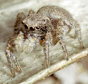 Tipos de Aranha