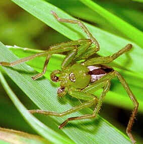 Tipos de Aranha