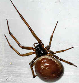 Tipos de Aranha
