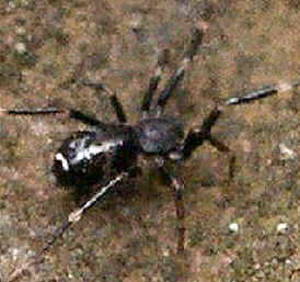Tipos de Aranha