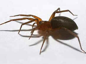 Tipos de Aranha