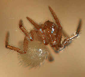 Tipos de Aranha