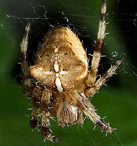 Tipos de Aranha