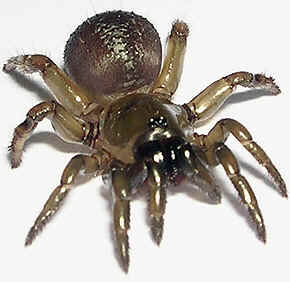 Tipos de Aranha