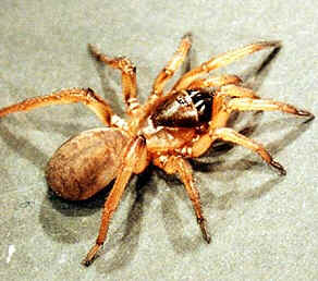 Tipos de Aranha