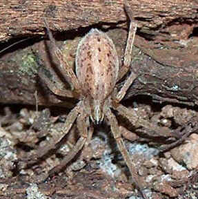 Tipos de Aranha
