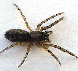 Tipos de Aranha