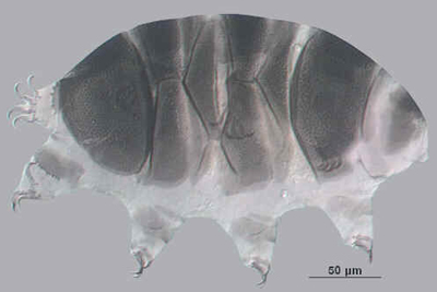 Tardigrada