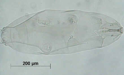 Tardigrada