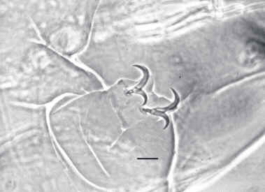 Tardigrada