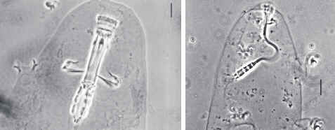 Tardigrada