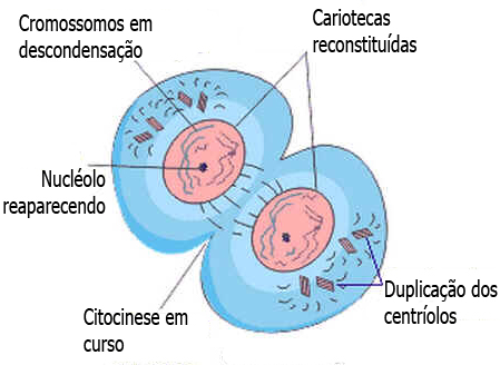 Telófase
