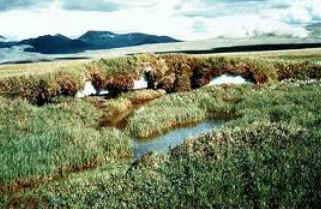 Tundra