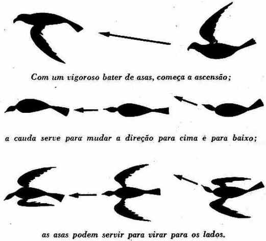 Vôo das Aves