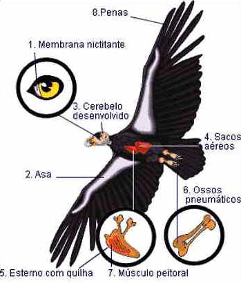 Vôo das Aves
