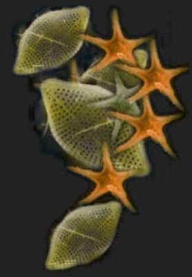 Zooplâncton
