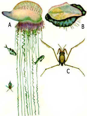 Zooplâncton