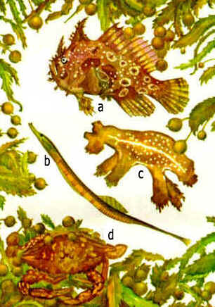 Zooplâncton