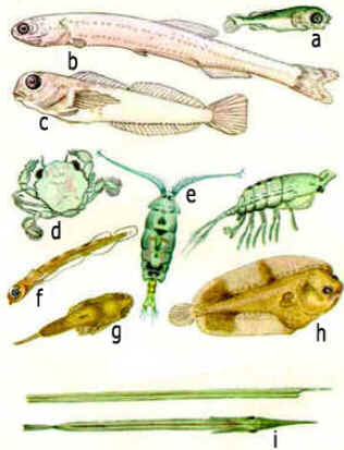 Zooplâncton