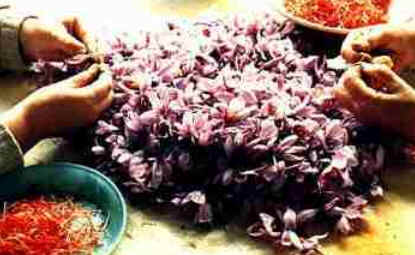 Açafrão