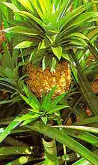 Abacaxi
