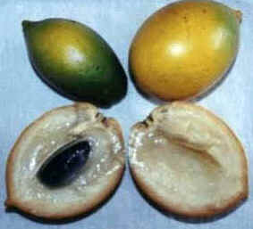 Abiu