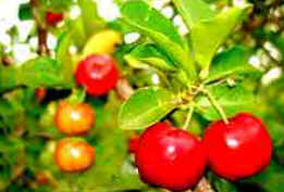 Acerola