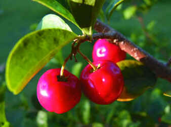 Acerola
