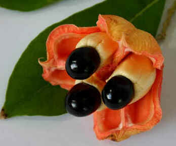 Akee