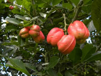 Akee