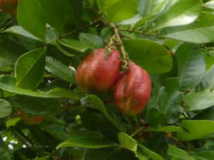 Akee