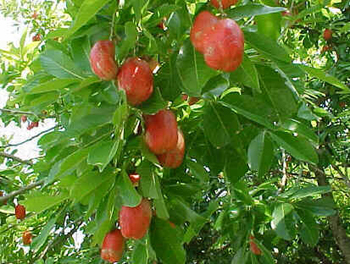 Akee