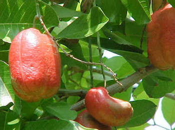 Akee