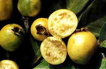 Araçá