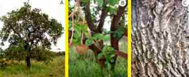 Araticum