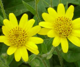 Arnica
