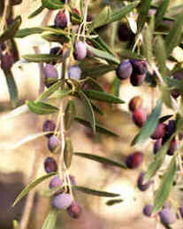 Azeitonas
