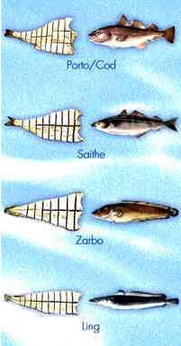 História do Bacalhau