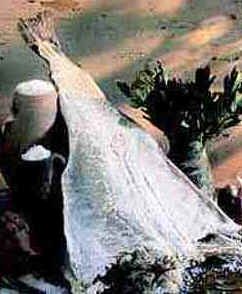 História do Bacalhau