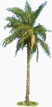 Babaçu