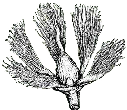 Bacuri