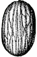 Bacuri