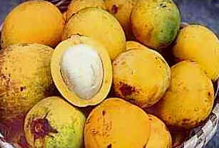 Bacuri