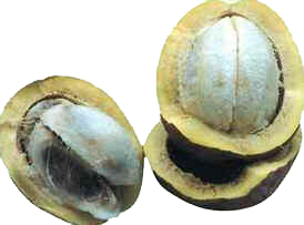 Bacuri