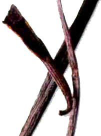 Baunilha