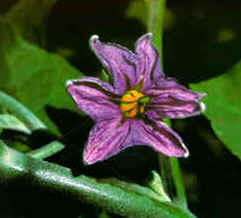 Berinjela Berinjela